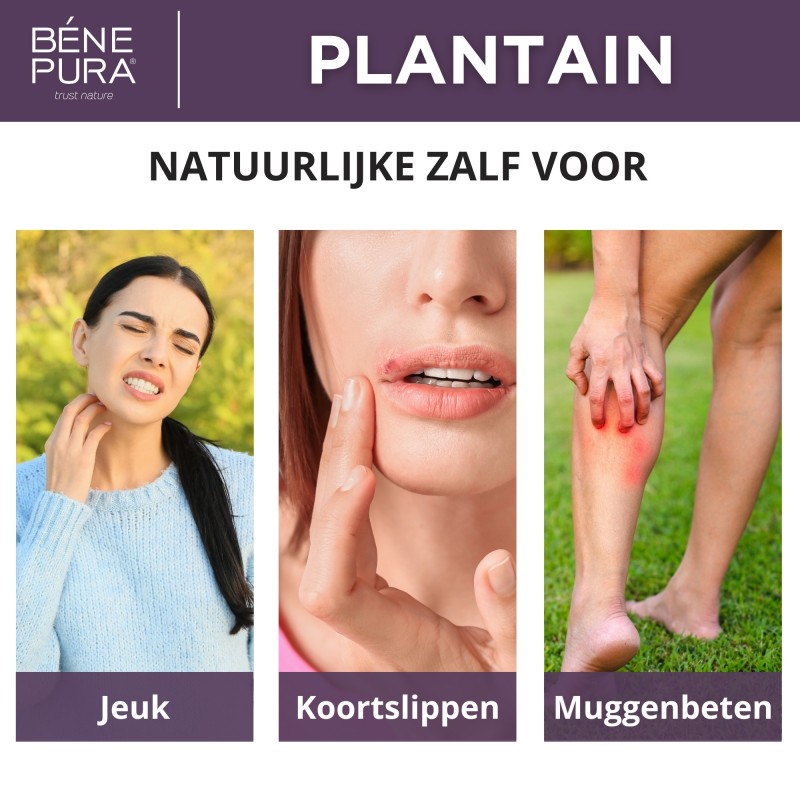 Anti Jeuk Zalf met Weegbree - 40ml