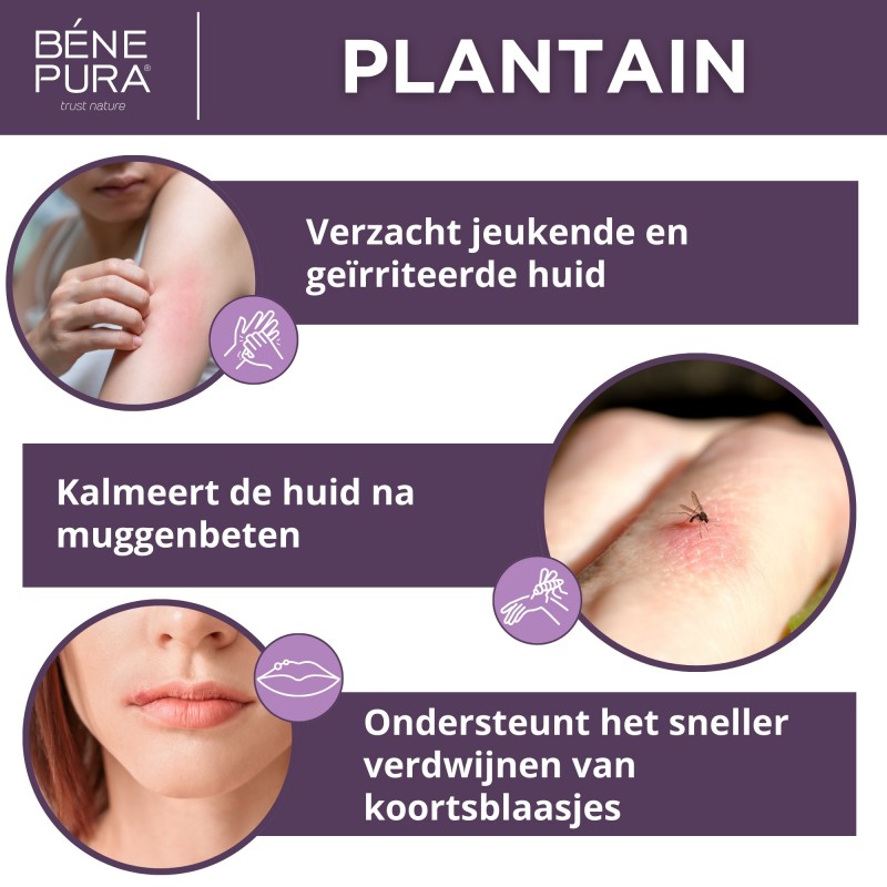 Anti Jeuk Zalf met Weegbree - 40ml