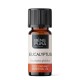 Bio Eucalyptus Globulus Etherische olie - 10ml