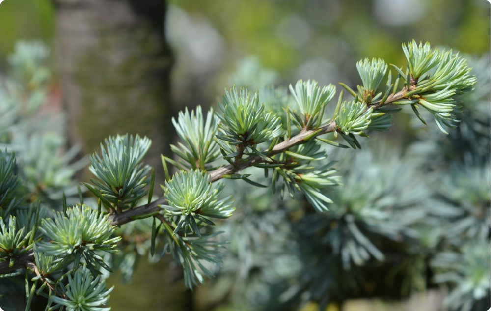 Waarbij helpt Atlas Cederhout Etherische olie?