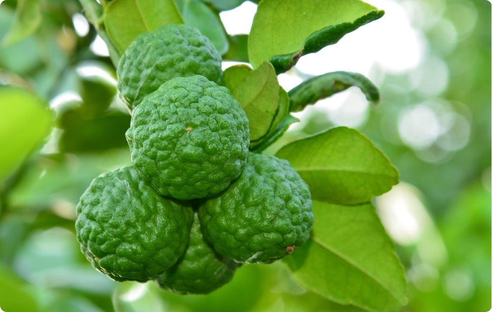 Waarom hebben wij gekozen voor Essentiële oliën van Zoete Amandel en Bergamot?