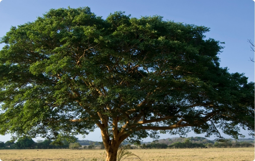 Waarbij helpt Copaiba Etherische olie?