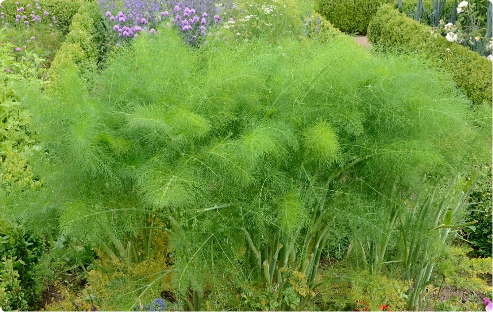 Waar helpt Dille Etherische olie bij?