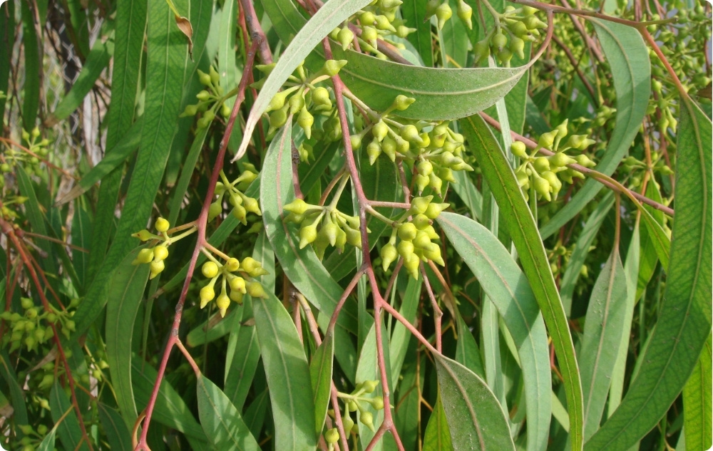 Waarbij helpt Eucalyptus Radiata Etherische olie?