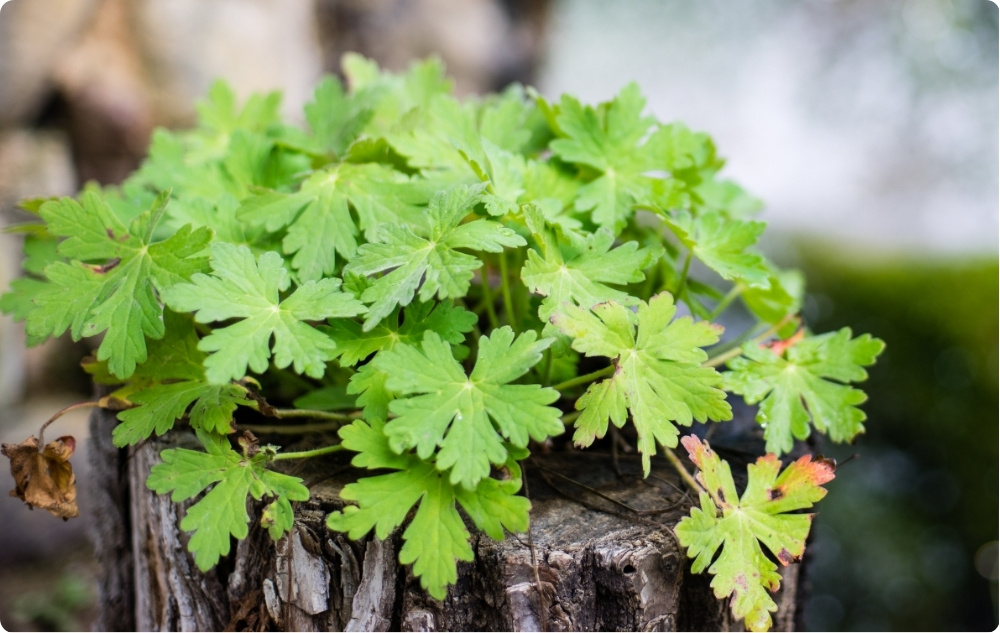 Waar helpt Geranium bloemenwater bij?