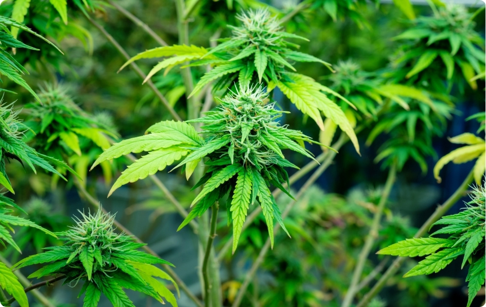 Waar helpt Hennepzaadolie bij?