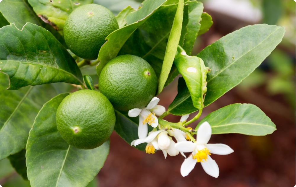 Waar helpt Limoenolie bij?