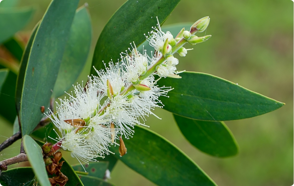 Waarbij helpt Niaouli Etherische olie?