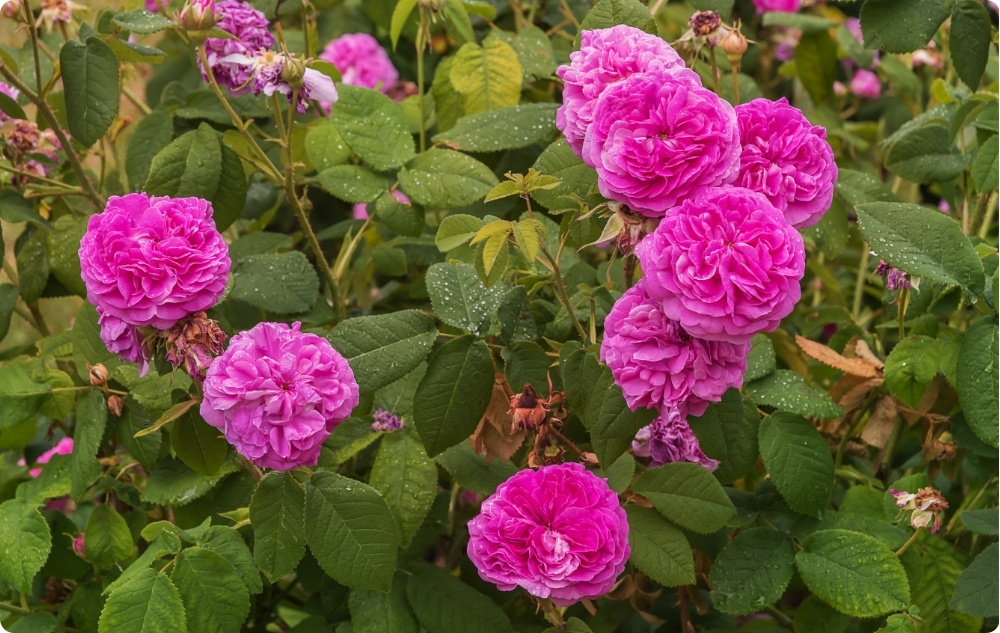 Waar helpt Rosa Damascena bloemenwater bij?