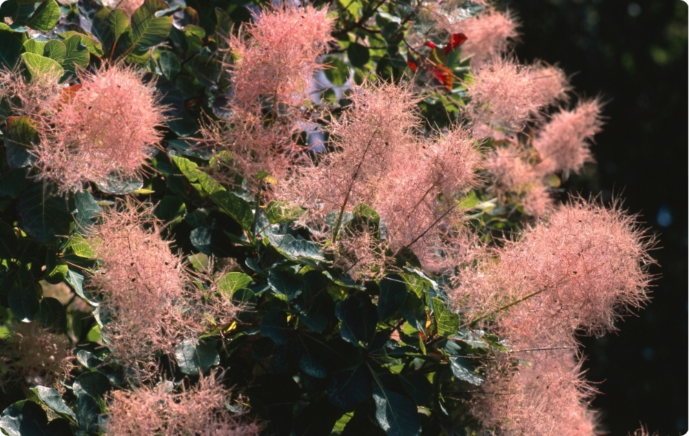 Waar helpt Rookboom water bij?