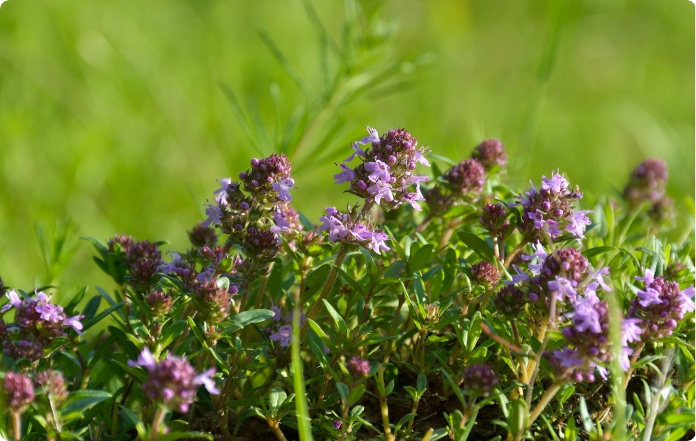 Waar helpt Tijm Linalool Essentiële Olie bij?