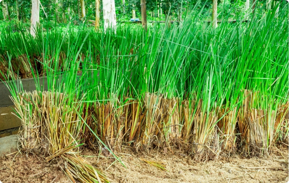 Waar helpt Vetiver Etherische olie bij?