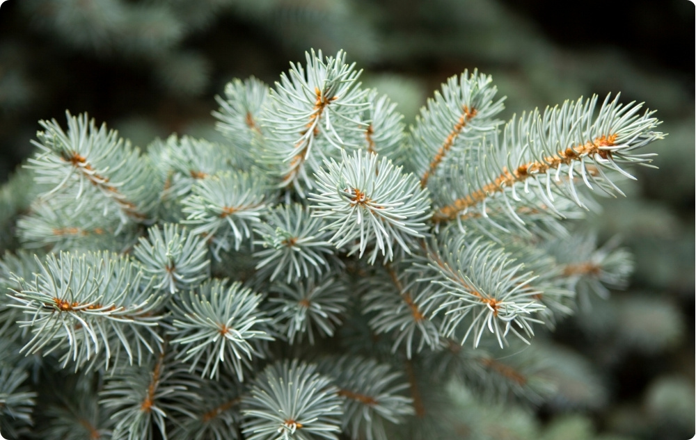 Waarbij helpt Etherische olie van de Witte Spar?