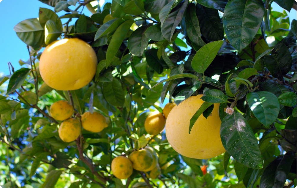 Waarbij helpt Etherische olie van Witte Grapefruit?