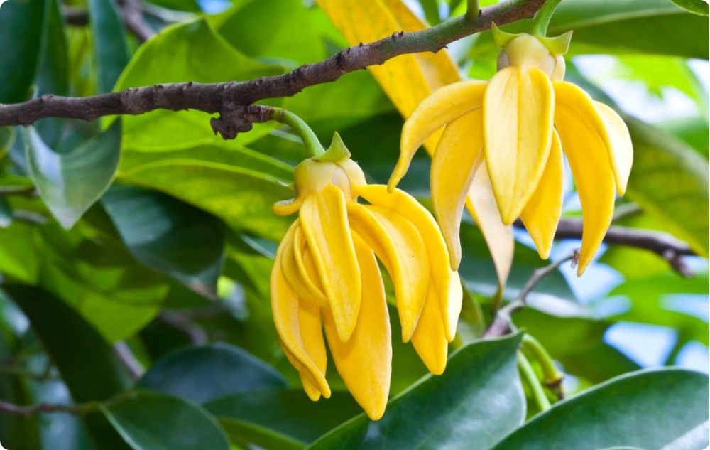 Waar helpt Essentiële olie van Ylang-ylang bij?