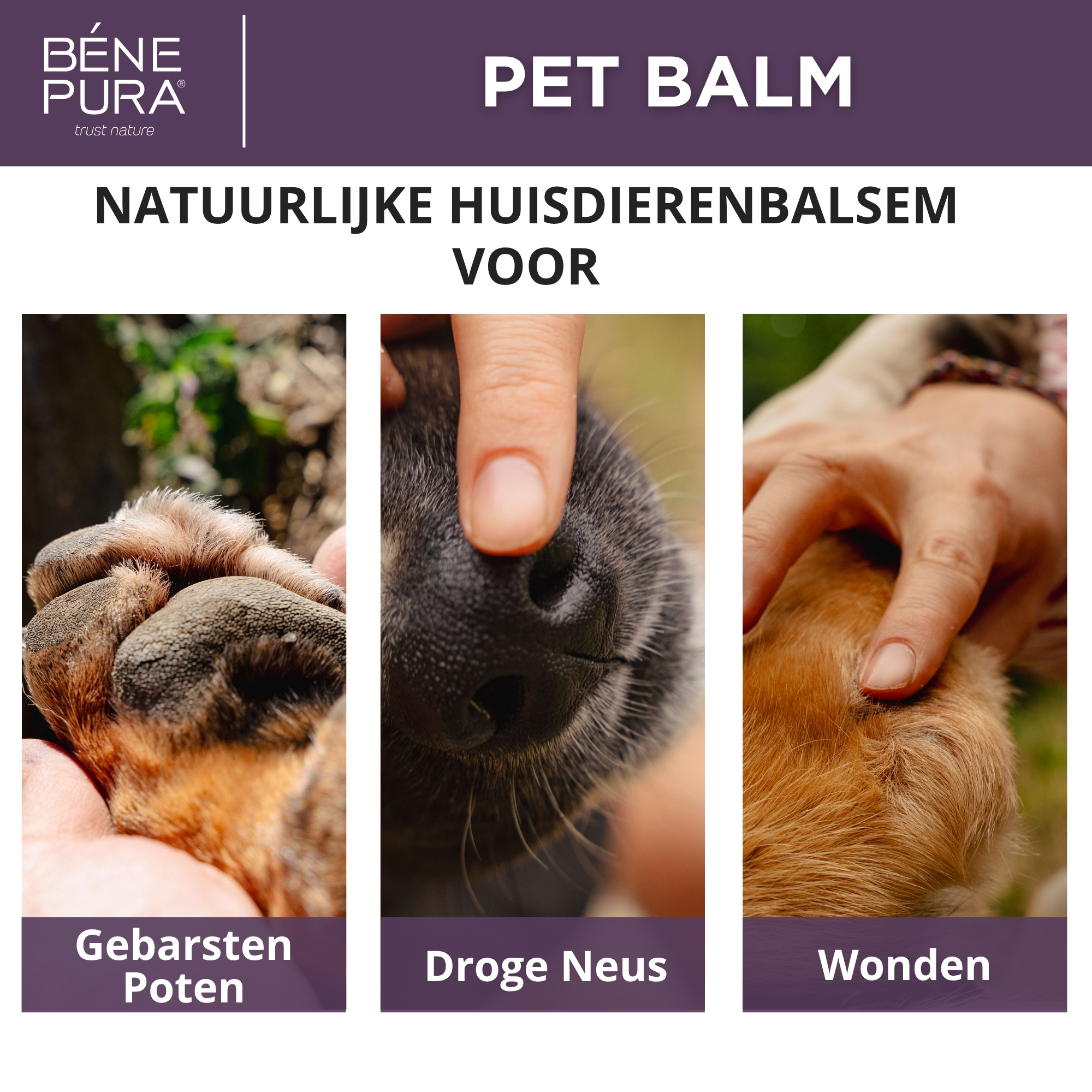 Regenererende Huisdier Balsem met Goudsbloem - 40ml
