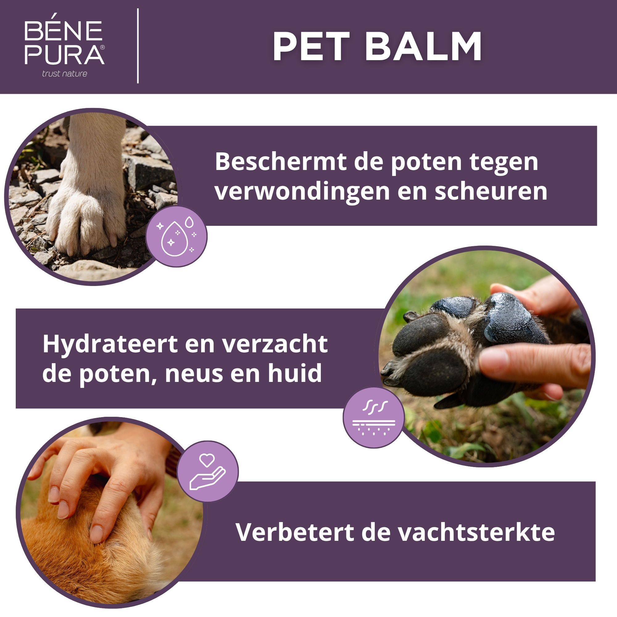 Regenererende Huisdier Balsem met Goudsbloem - 40ml