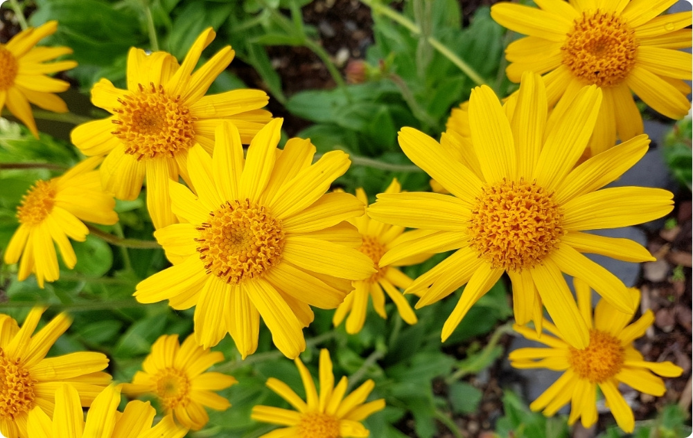 Kneuzing en Spierzalf met Arnica - 40ml