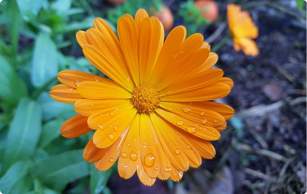 Brand- en Wondzalf met Calendula - 40ml